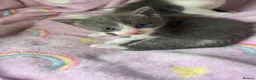 Mixed Breed cats for sale: Beautiful white and grey kittens  - Advert 5