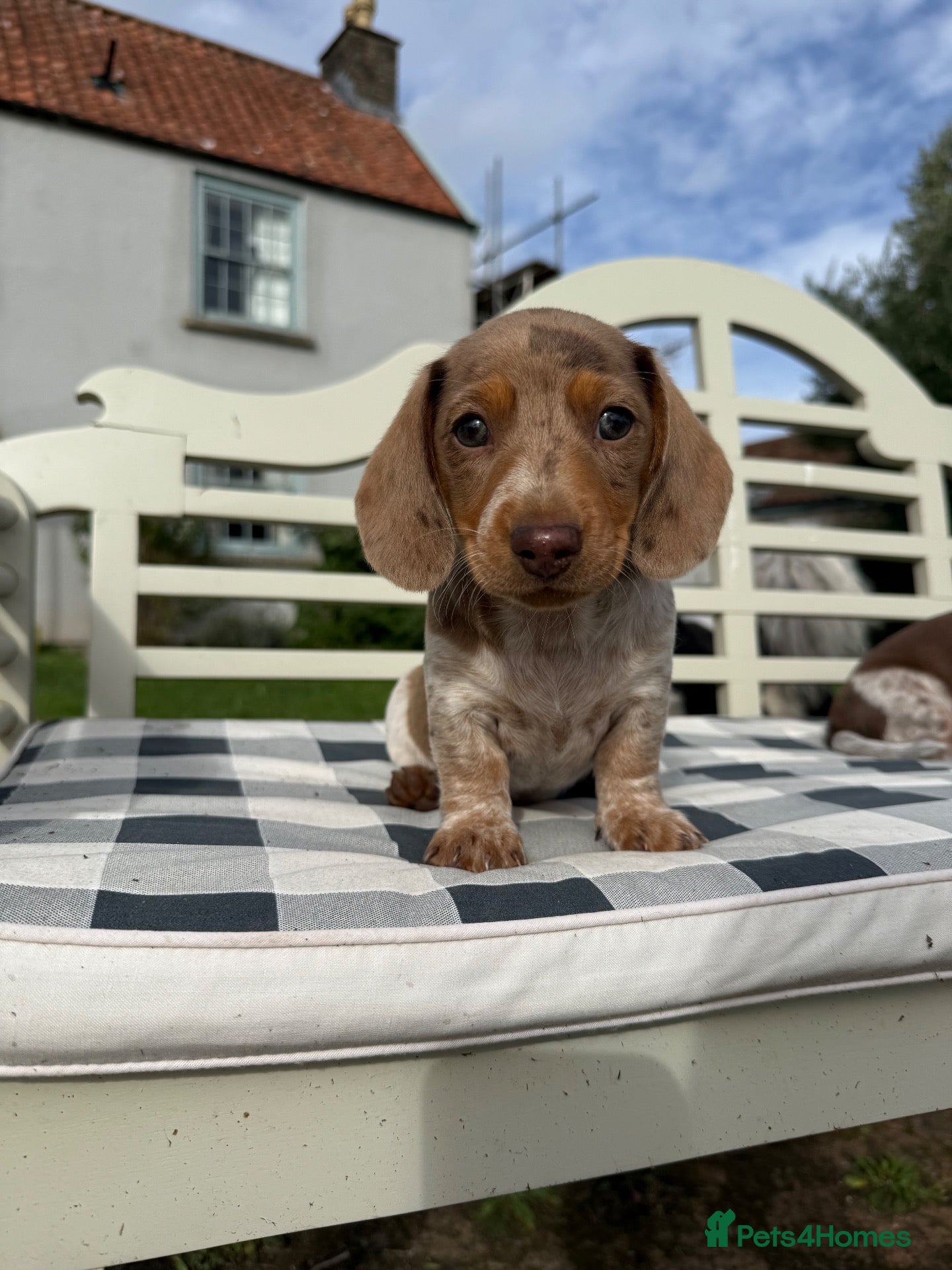 Miniature Dachshund dogs 3 of the most gorgeous Miniature Dachshunds - Advert 2