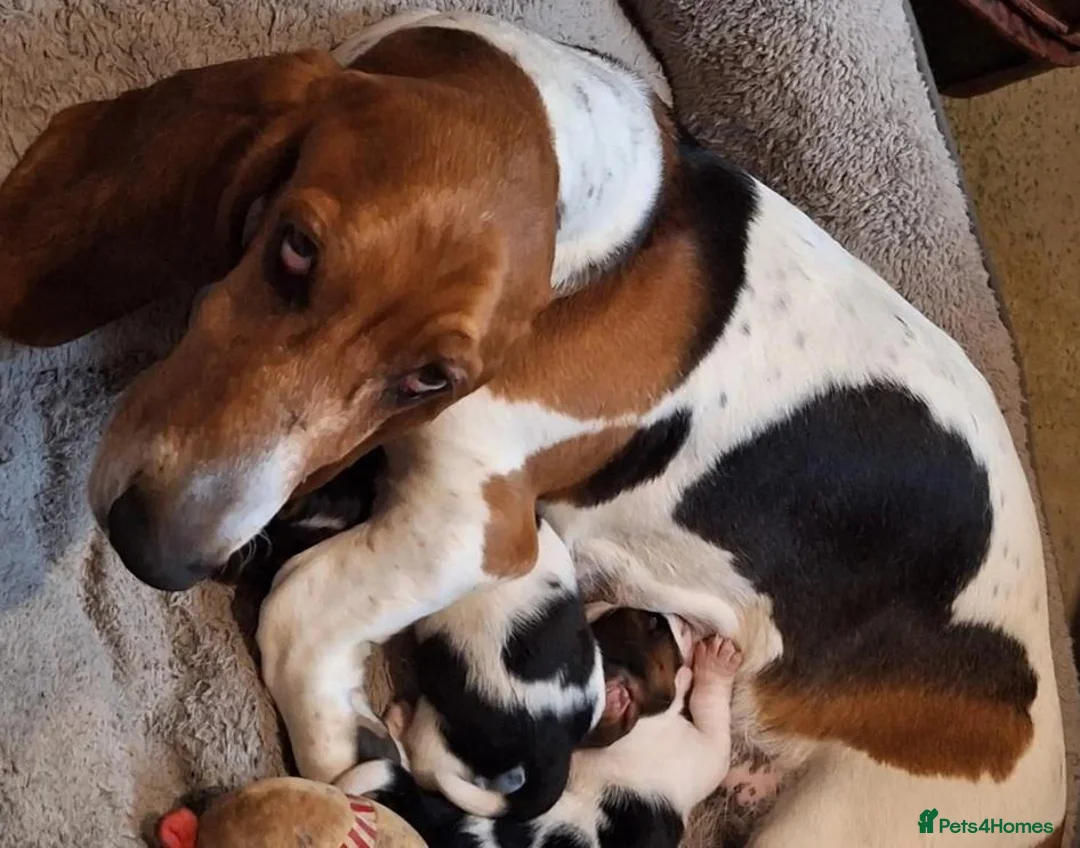 Basset Hound dogs for sale: Four Basset Hound Puppies with Loving Family Roots - Advert 1