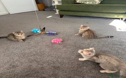 British Shorthair cats for sale: BSH beautiful kittens for sale  in Wigston - Image 18