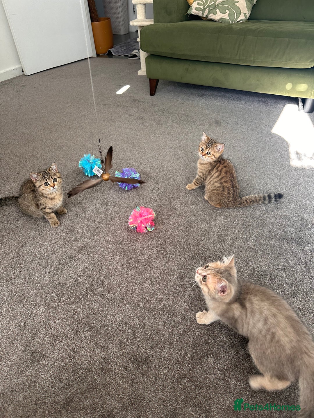 British Shorthair cats for sale: BSH beautiful kittens for sale  in Wigston - Image 18