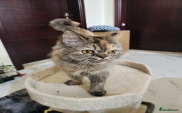 Mixed Breed cats for adoption: Snickers - Image 2