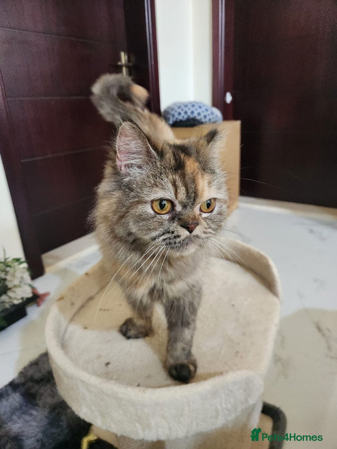 Mixed Breed cats for adoption: Snickers - Image 2