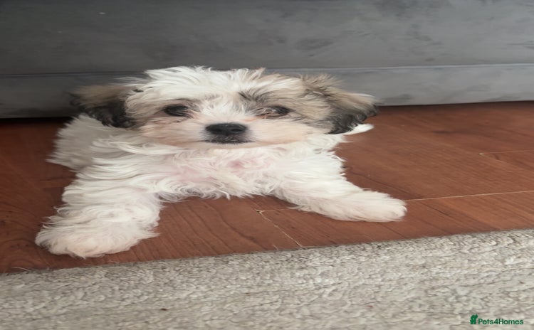Mixed Breed dogs - Advert 2