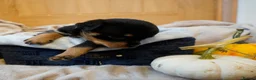 Rottweiler dogs for sale: Stunning litter of Rotweillers from family pet  in Wolverhampton - Advert 9