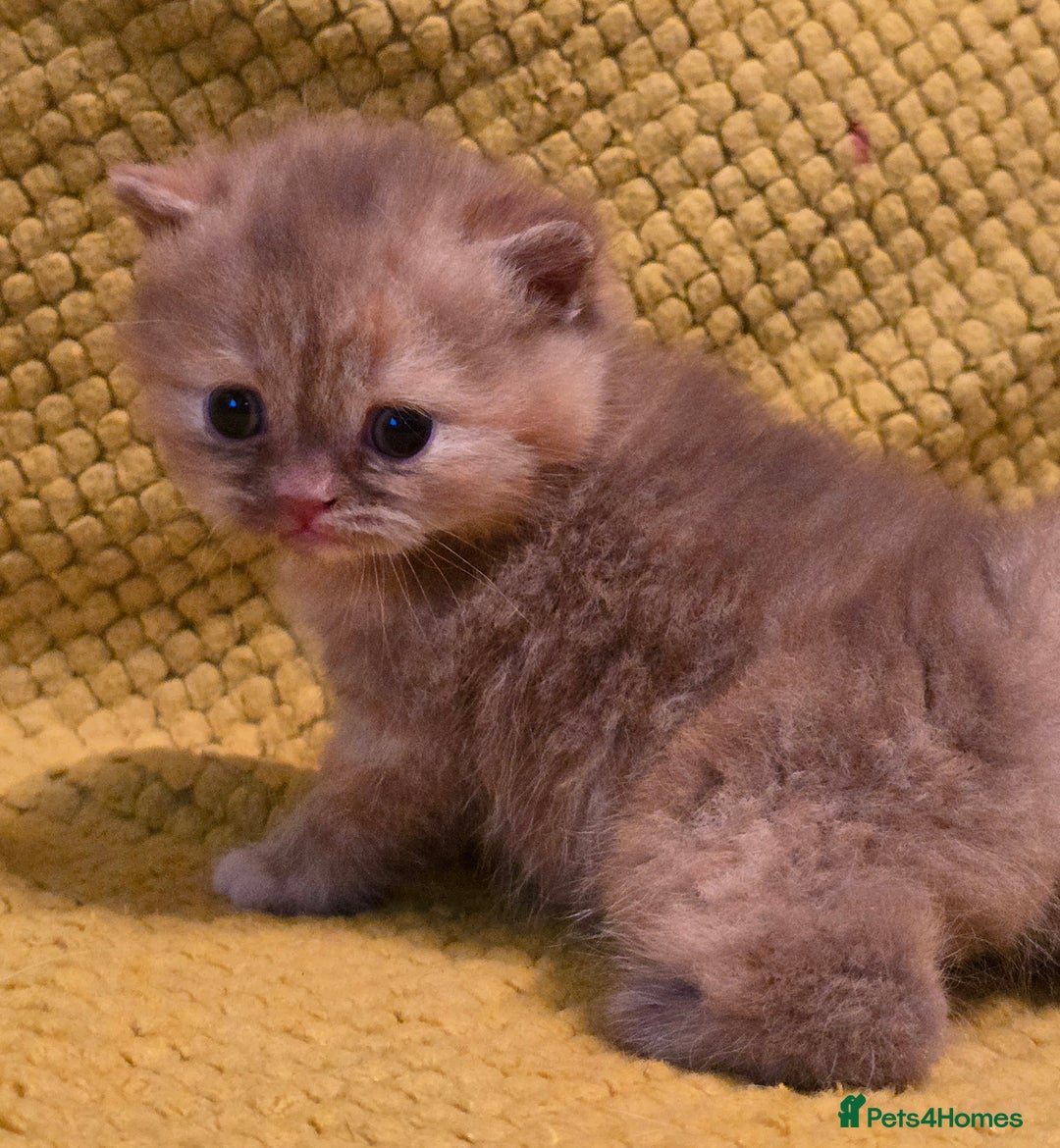 British Shorthair cats for sale: TICA registered British shorthair kittens - Advert 23