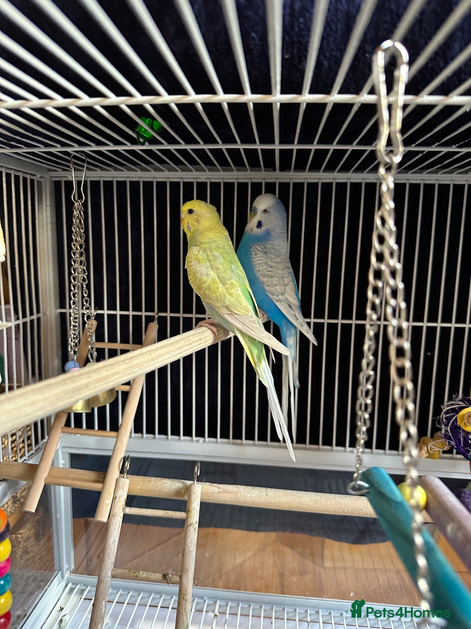 Budgerigars birds Two bonded budgies  - Advert 1