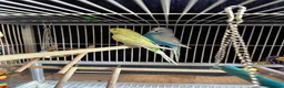 Budgerigars birds for sale: Two bonded budgies  - Advert 1