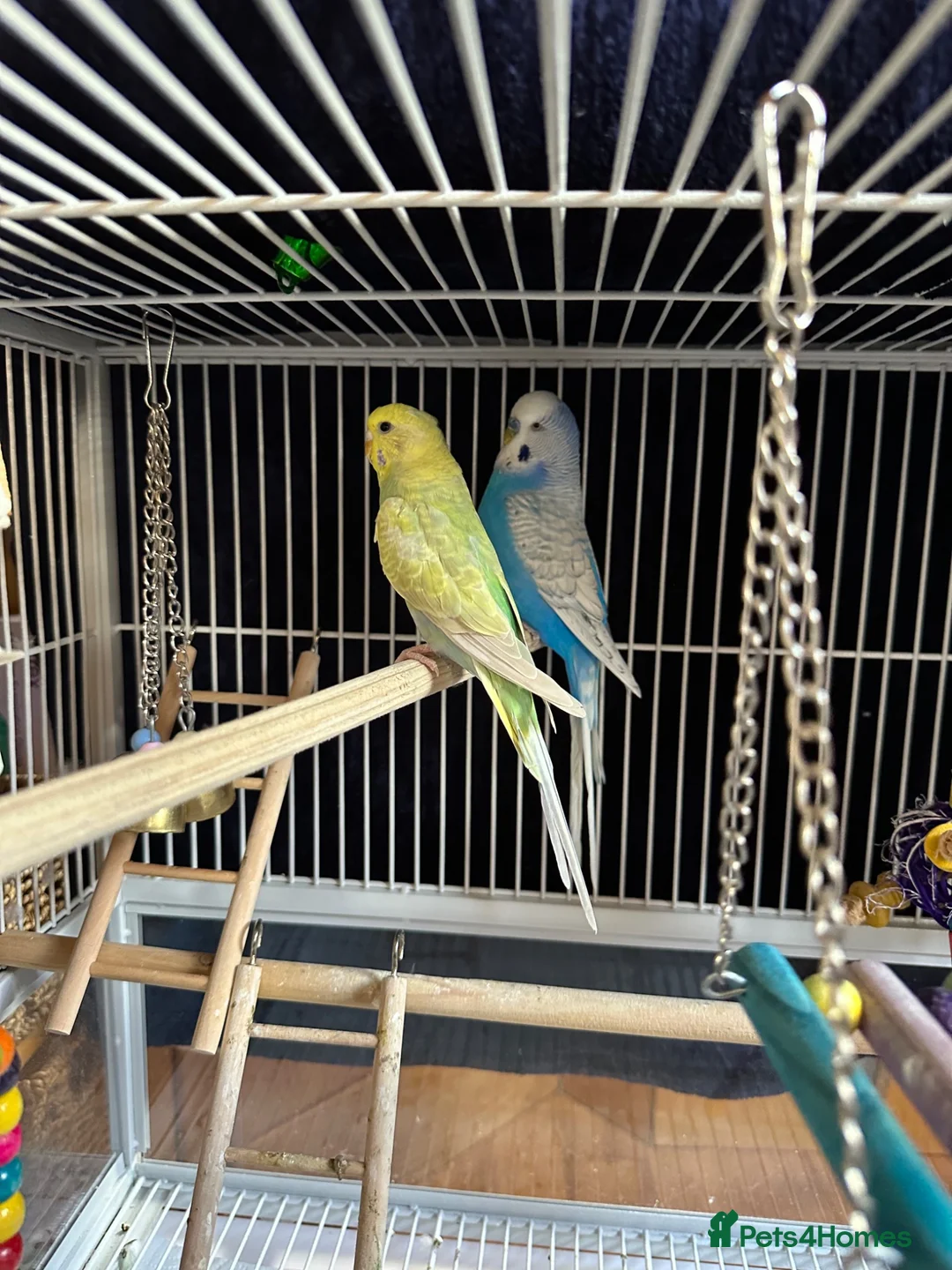 Budgerigars birds for sale: Two bonded budgies  - Advert 1