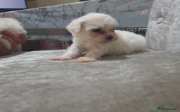 Maltese dogs for sale: Tiny Maltese puppies  - Image 6
