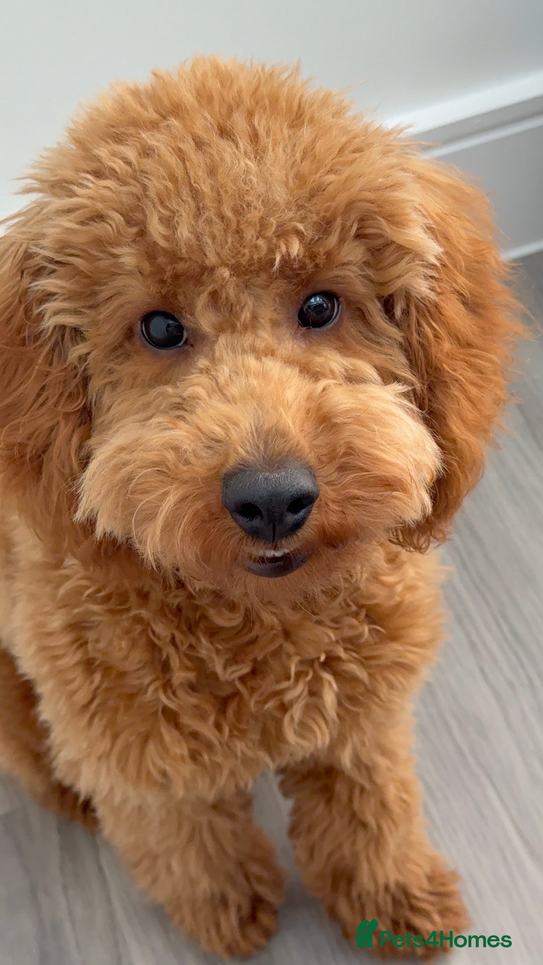 Miniature Poodle dogs for sale: Loving Miniature Poodle - Advert 3