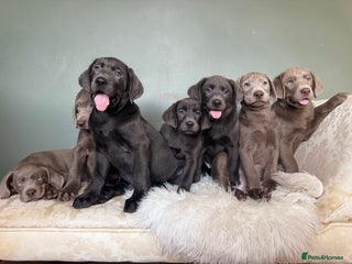 Labrador Retriever dogs 🩶 Silver & Charcoal Labrador Puppies - Advert 17