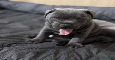 Staffordshire Bull Terrier dogs - Advert 8