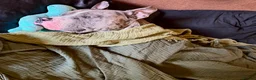 Mixed Breed dogs for sale: 2 year old Tyson in Northampton - Advert 4