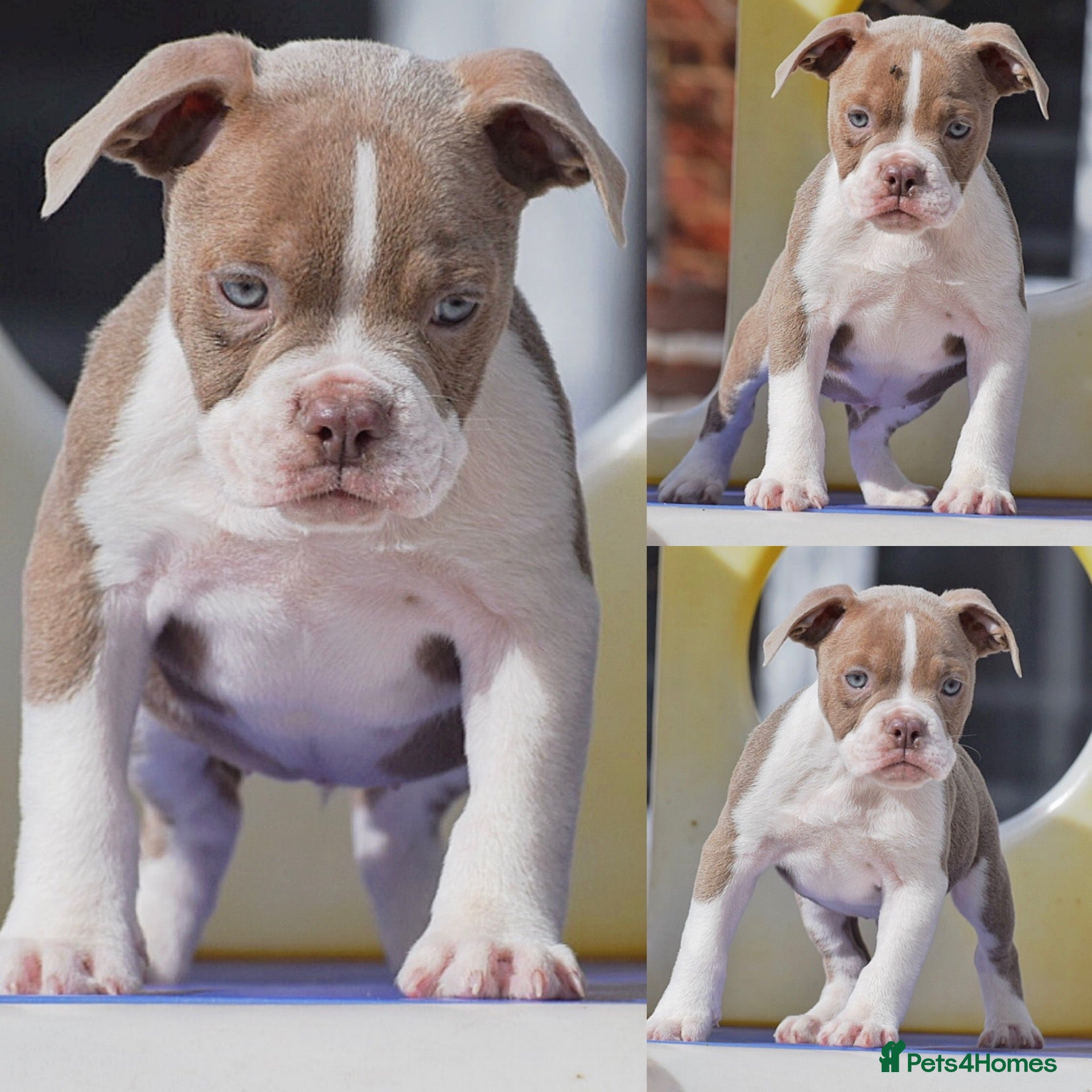 Olde English Bulldogge dogs 23 years 5⭐️LICENSED & REGISTERED, UK NO1  - Advert 6