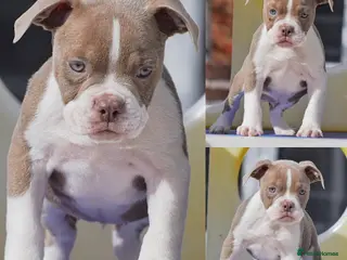Olde English Bulldogge dogs 23 years 5⭐️LICENSED & REGISTERED, UK NO1 - Advert 6