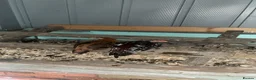 Chickens poultry for sale: Various chickens available  in Heckmondwike - Advert 3