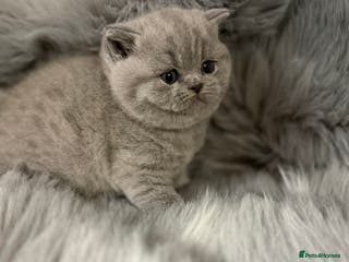 British Shorthair cats Full Pedigree Registered BSH - Advert 9