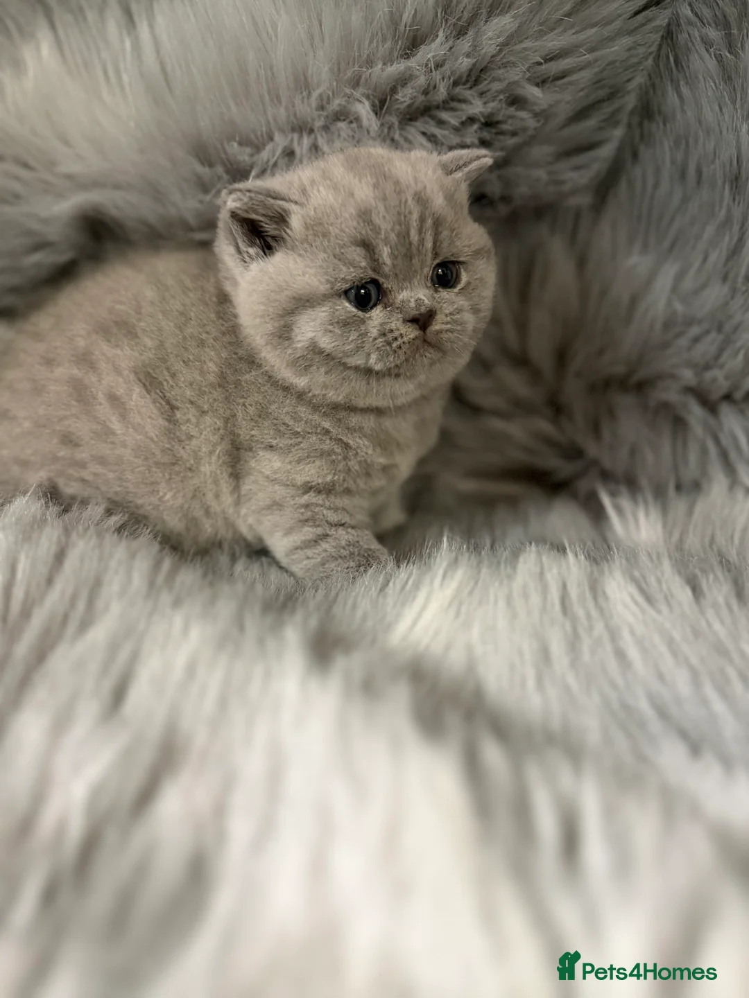 British Shorthair cats for sale: Full Pedigree Registered BSH  - Advert 17