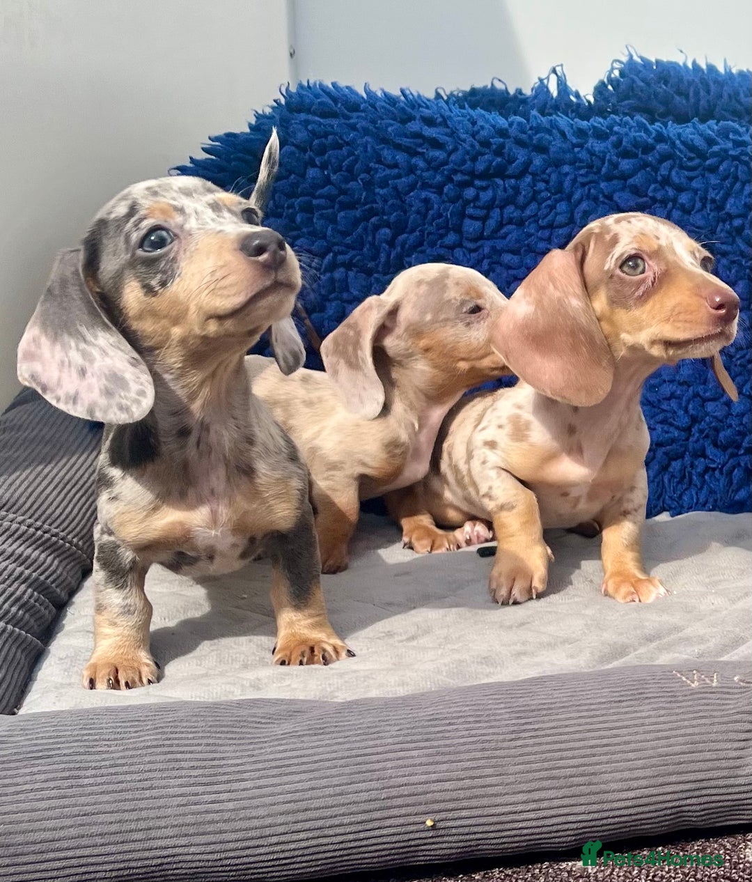 Dachshund dogs for sale: RAINBOW MINI DAXI PRA CLR KC REG - Image 4