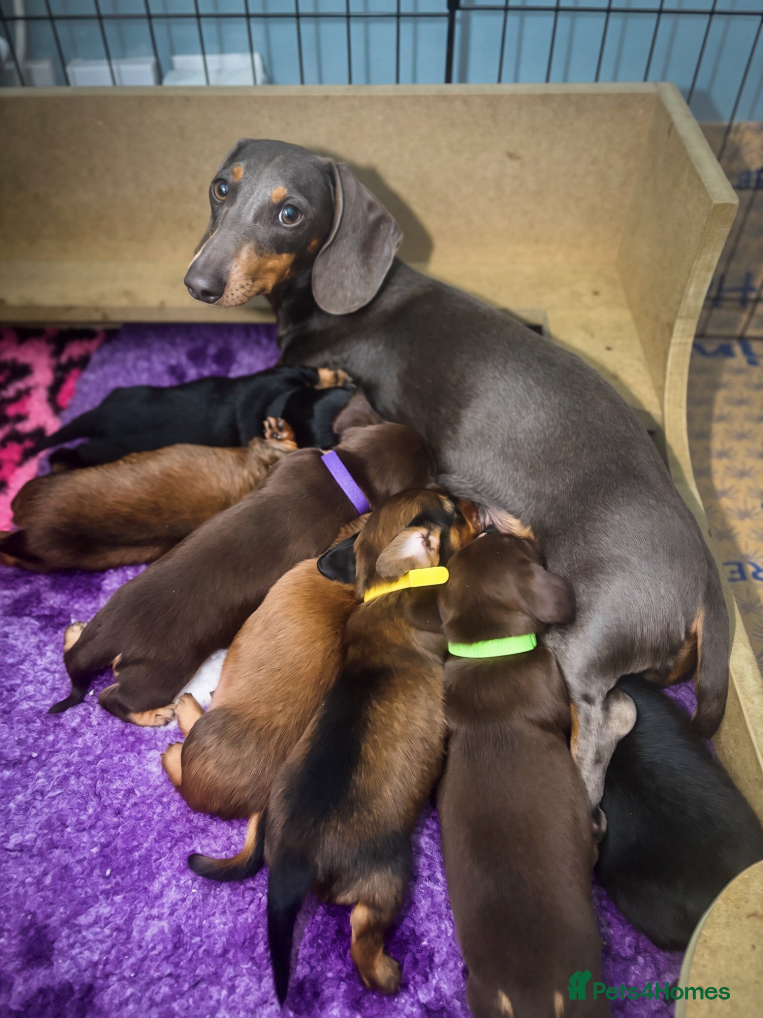 Miniature Dachshund dogs KC Registered Miniature Dachshund Puppies - Advert 1