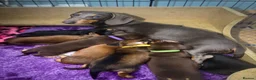 Miniature Dachshund dogs for sale: KC Registered Miniature Dachshund Puppies - Advert 1