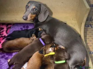 Miniature Dachshund dogs KC Registered Miniature Dachshund Puppies - Advert 2
