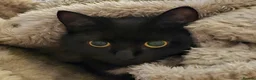 Mixed Breed cats for sale: Beautiful black cat - Advert 8