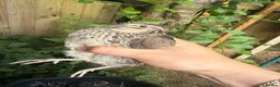 Mixed Breed birds for sale: Quail in Caerphilly - Advert 3
