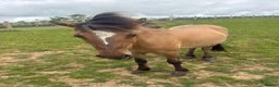 Dartmoor horses for sale: Dun ponies  - Advert 3