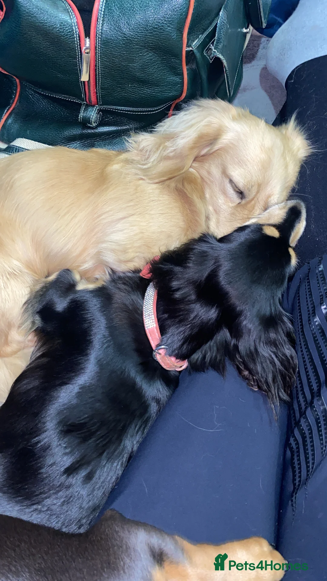 Miniature Dachshund dogs for sale: Little sausages with big characters  - Advert 8