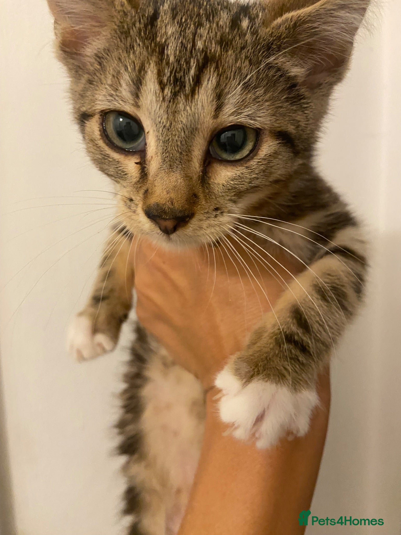 Mixed Breed cats Two kittens for sale  - Advert 3