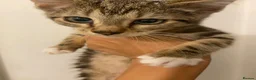 Mixed Breed cats for sale: Two kittens for sale  - Advert 1