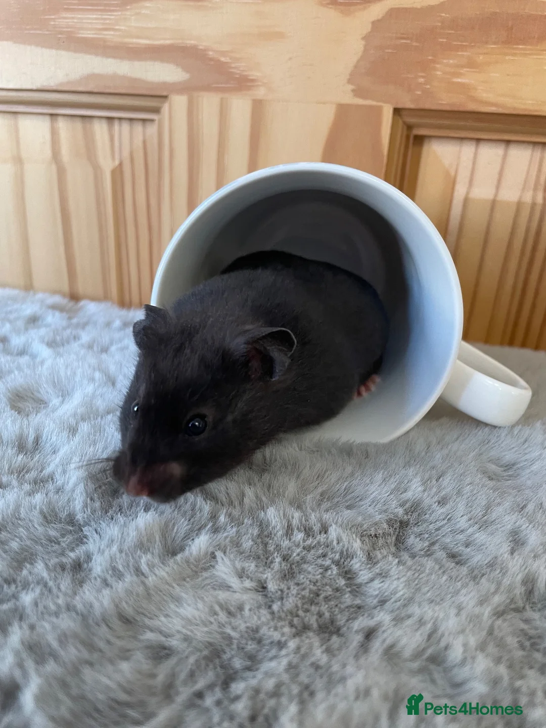 Hamster rodents for sale: Beautiful friendly baby Syrian hamsters  - Advert 22
