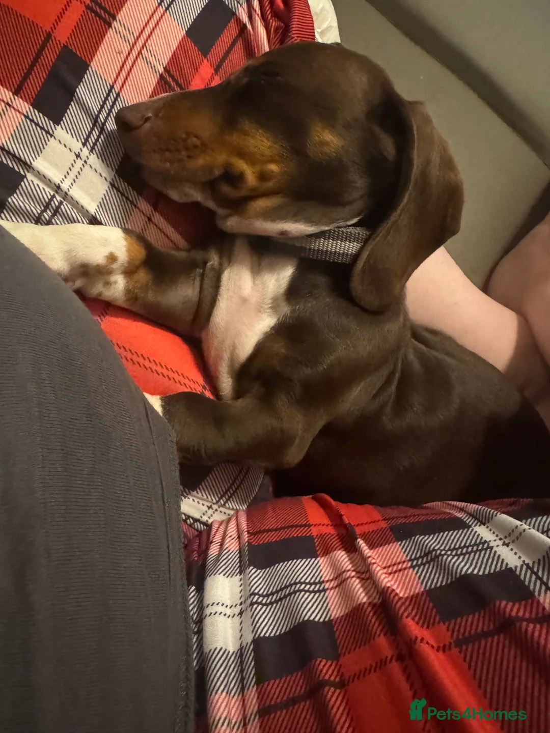 Dachshund dogs for sale: 7mth old needs new home  - Advert 5