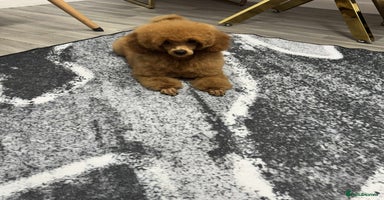 Miniature Poodle dogs - Advert 1