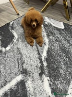 Miniature Poodle dogs - Advert 1