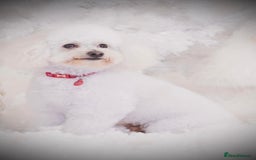 Poochon dogs for stud: STUNNING proven poochon stud. Health tested in Barrow-upon-Humber - Image 4