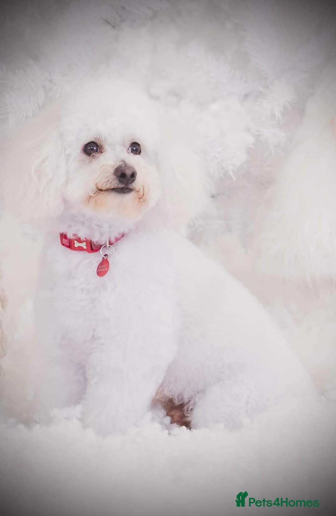 Poochon dogs for stud: STUNNING proven poochon stud. Health tested in Barrow-upon-Humber - Image 4