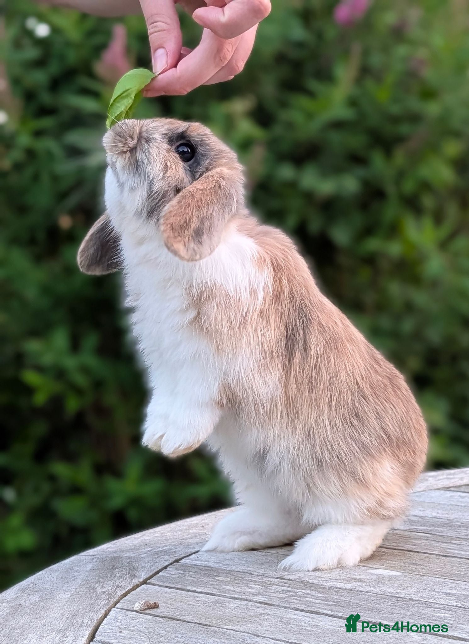 Mini Lop rabbits Adorable Pure Bred Mini Lop Male *Ready Now* - Advert 2