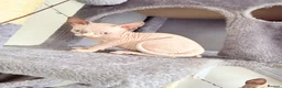 Sphynx cats for sale: Adorable sphynx kittens❤️ - Advert 19
