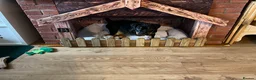 Mixed Breed dogs for sale: Bruce  in Sheffield - Advert 7