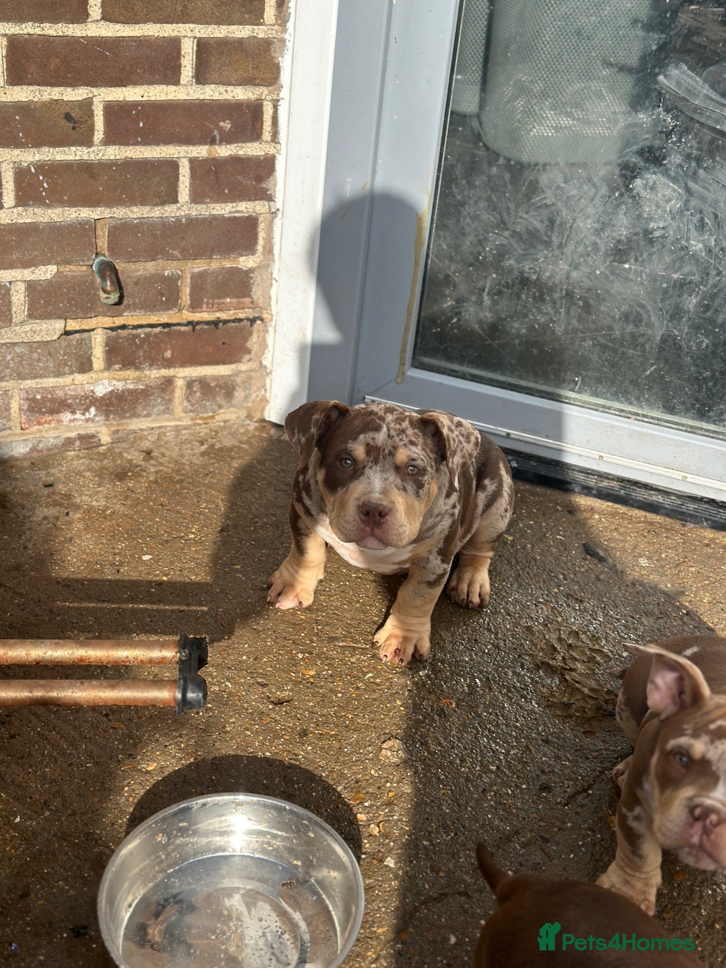 American Bully dogs for sale: Pocket bullys abkc regd - Advert 2
