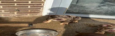 American Bully 1