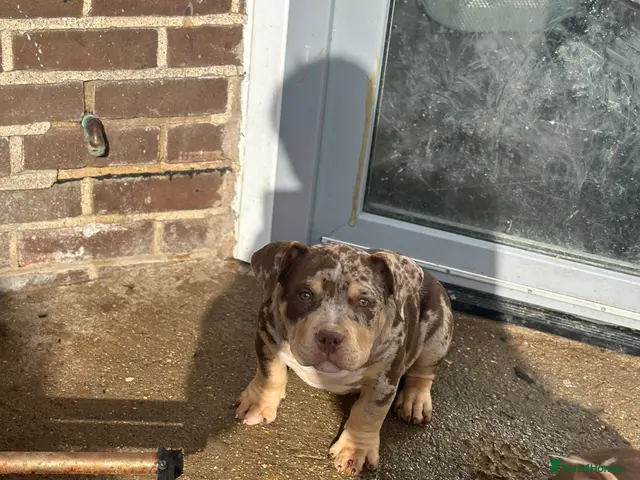 American Bully dogs for sale: Pocket bullys abkc regd - Advert 2
