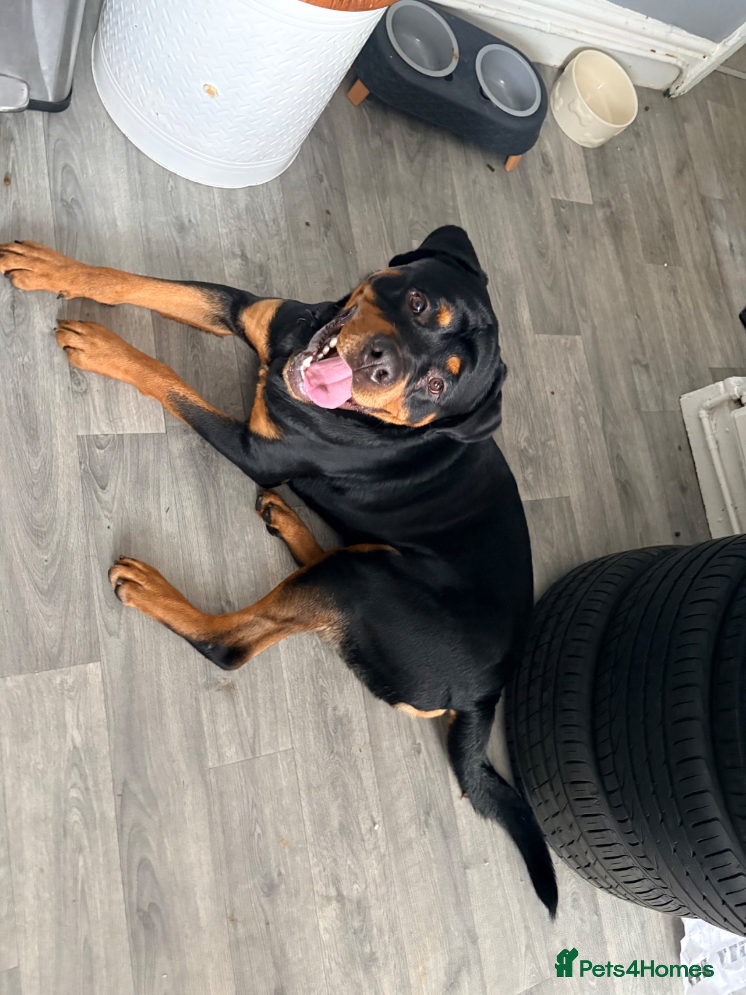Rottweiler dogs for sale: Male Rottweiler 1.5 year old in Barnsley - Advert 4