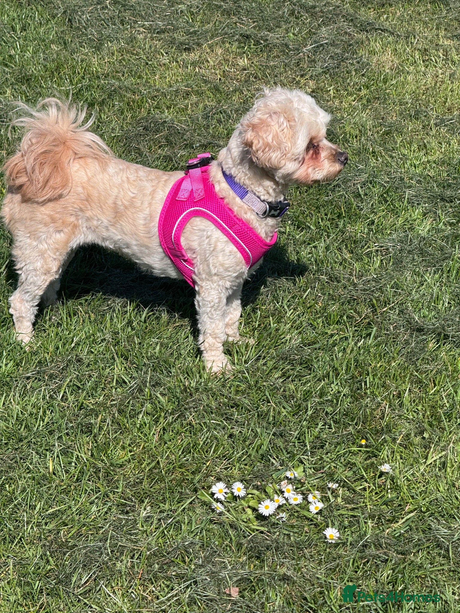 Maltipoo dogs Maltipoo pups lovely colours - Advert 1