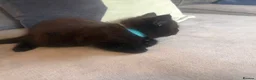 Mixed Breed cats for sale: Beautiful Kittens For Sale - Advert 23