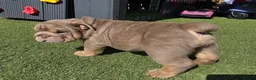English Bulldog dogs for sale: Litter of bulldogs  - Advert 28