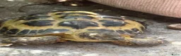 Tortoise reptiles for sale: Tortoise for sale - Advert 7